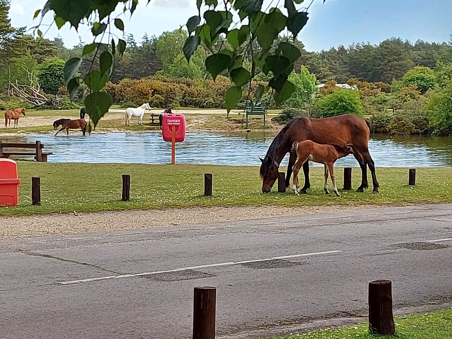 New Forest ponies and horses playing by a lake at Roundhill Campsite.