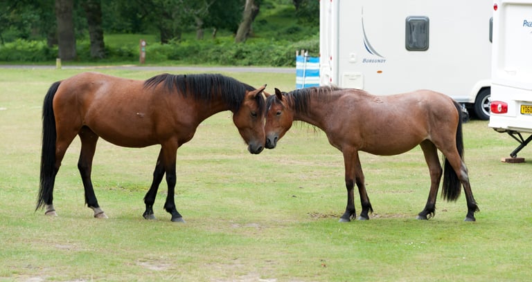 Two horses at Denny Wood campsite in the New Forest.