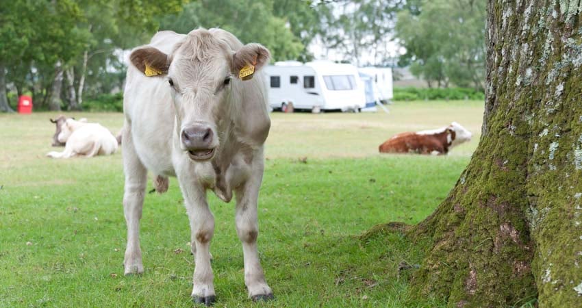 A cow at Denny Wood campsite in the New Forest.
