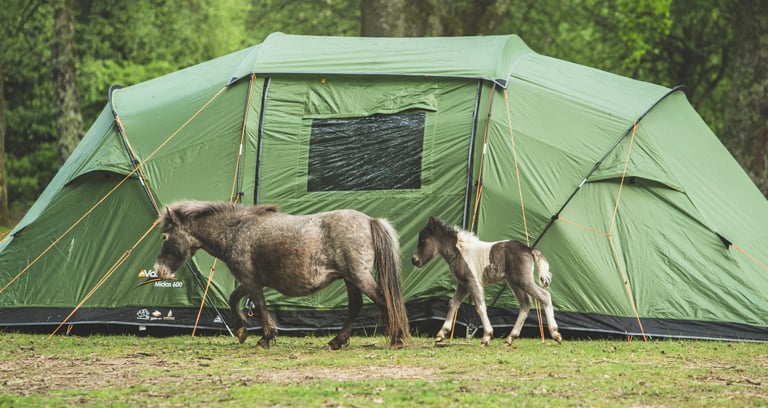 Two ponies outside a tent at Hollands Wood campsite in the New Forest.