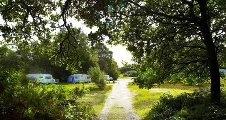 Holmsley campsite in the New Forest.
