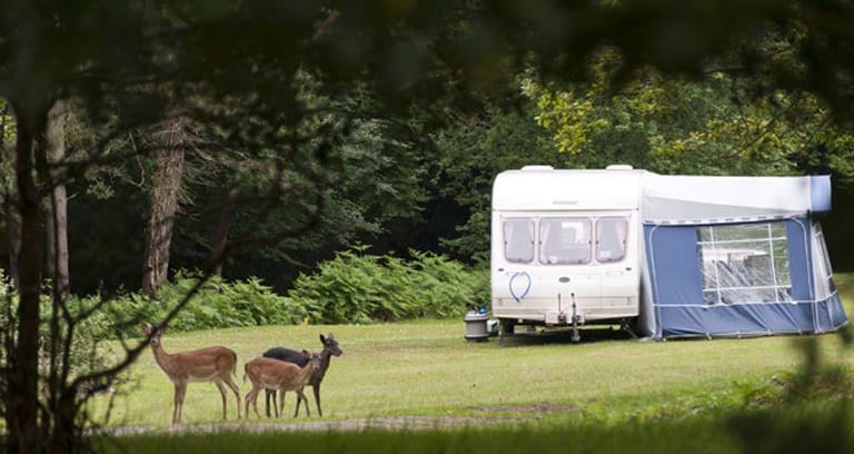 Three deer at Longbeech campsite in the New Forest.