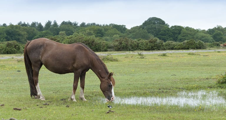 A horse at Longbeech campsite in the New Forest.
