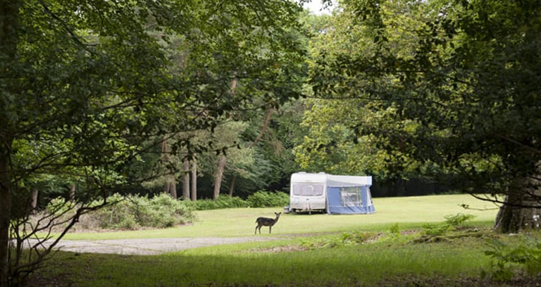 A deer at Longbeech campsite in the New Forest.