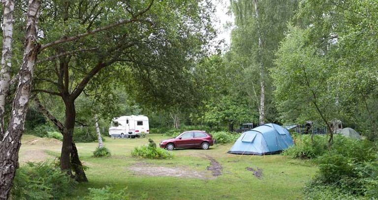 Matley Wood campsite in the New Forest.