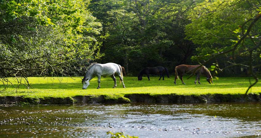 A river and horses at Aldridge Hill campsite in the New Forest.