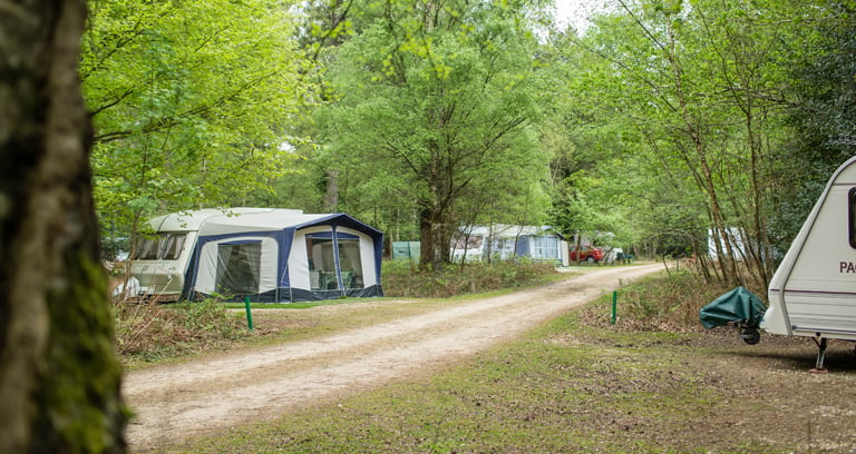 The road going through Setthorns campsite in the New Forest.