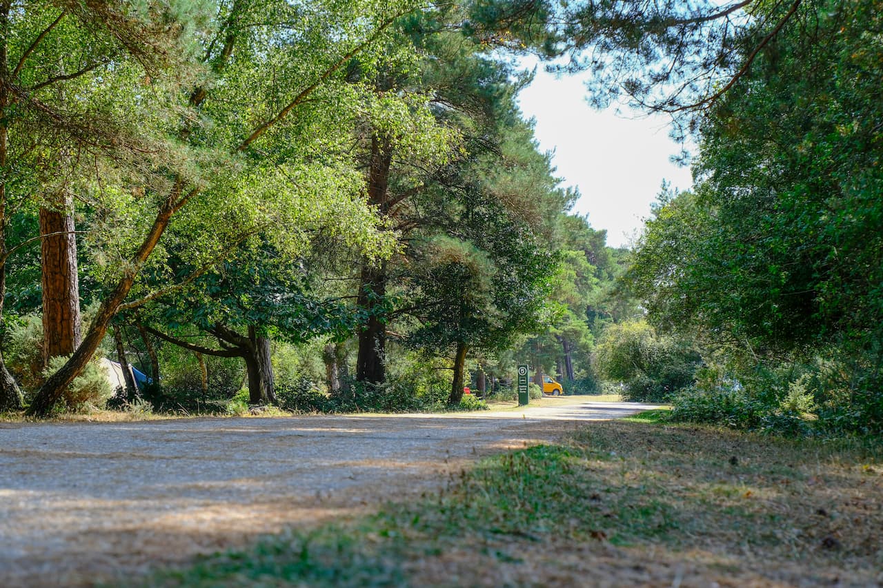 Roundhill Campsite Camping in the New Forest - Main Image