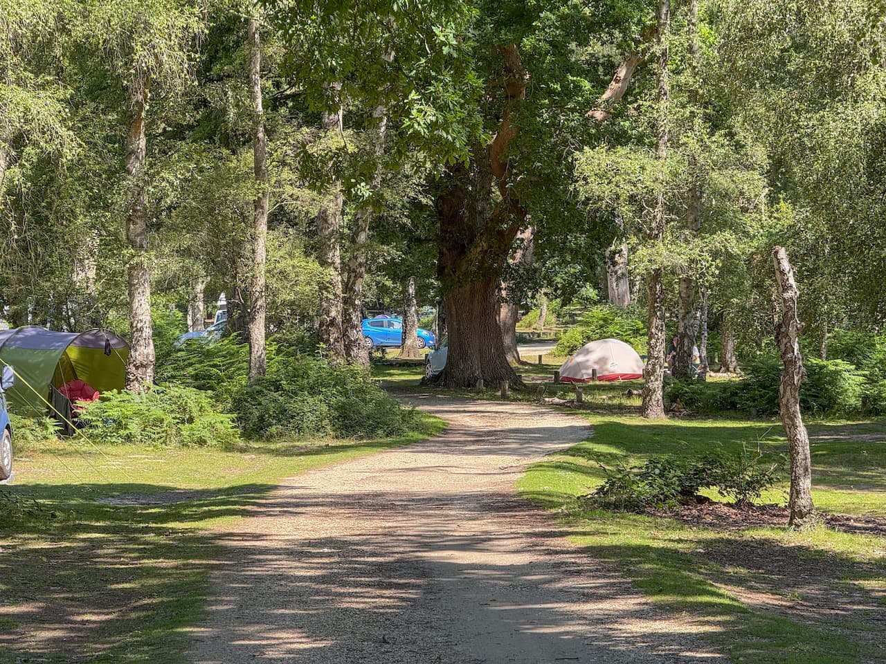 hollands-wood-campsite-camping-in-the-new-forest